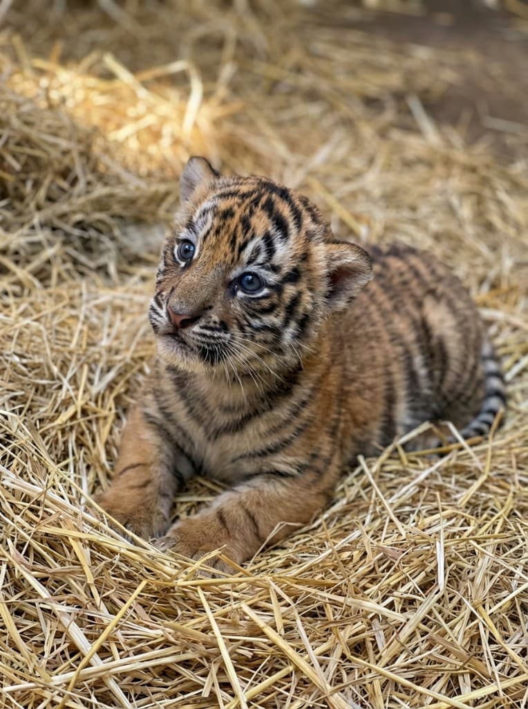 Sumatran tiger cub at the Dallas Zoo